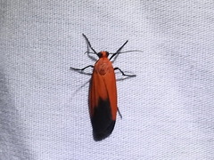 Ptychoglene coccinea