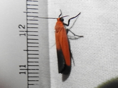 Ptychoglene coccinea