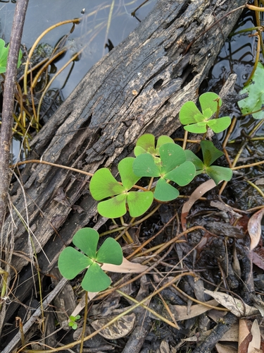 Image of Marsilea mutica by no rights reserved