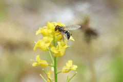 Anasimyia anausis