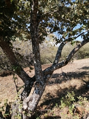 Quercus polymorpha