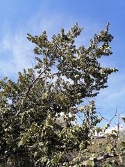 Quercus polymorpha