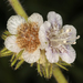 Phacelia cicutaria cicutaria - Photo (c) Steve Matson, osa oikeuksista pidätetään (CC BY-NC)