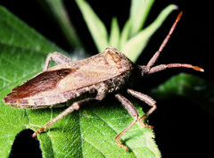 Piezogaster calcarator