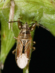 Oedancala dorsalis