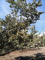 Quercus polymorpha