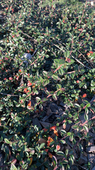 Cotoneaster × suecicus