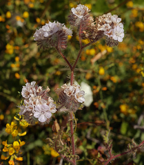 Phacelia cicutaria hispida
