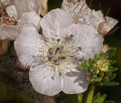 Phacelia cicutaria hispida
