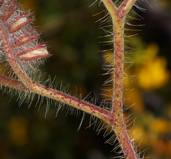 Phacelia cicutaria hispida