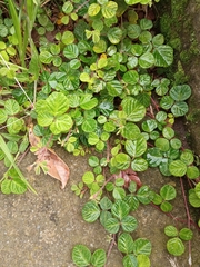 Desmodium rotundifolium