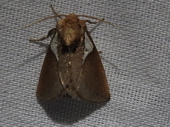 Prolimacodes trigona