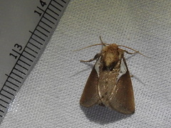 Prolimacodes trigona