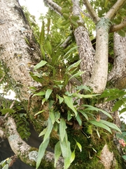 Loxogramme dictyopteris