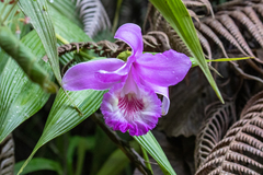 Sobralia rosea
