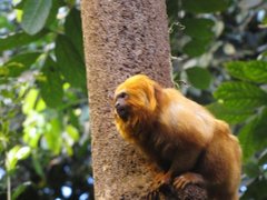 Leontopithecus rosalia