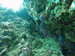 Canthigaster punctatissima