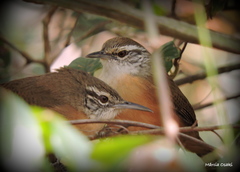 Cantorchilus leucotis