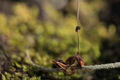 Ophiocordyceps camponoti-floridani