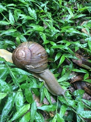 Natalina cafra