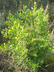Baccharis heterophylla