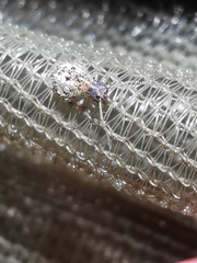 Spatulosminthurus lesnei