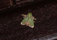 Parasa pastoralis