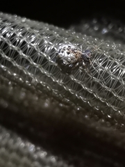 Spatulosminthurus lesnei