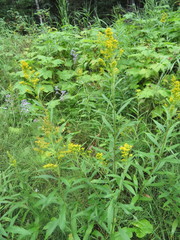 Solidago lepida salebrosa