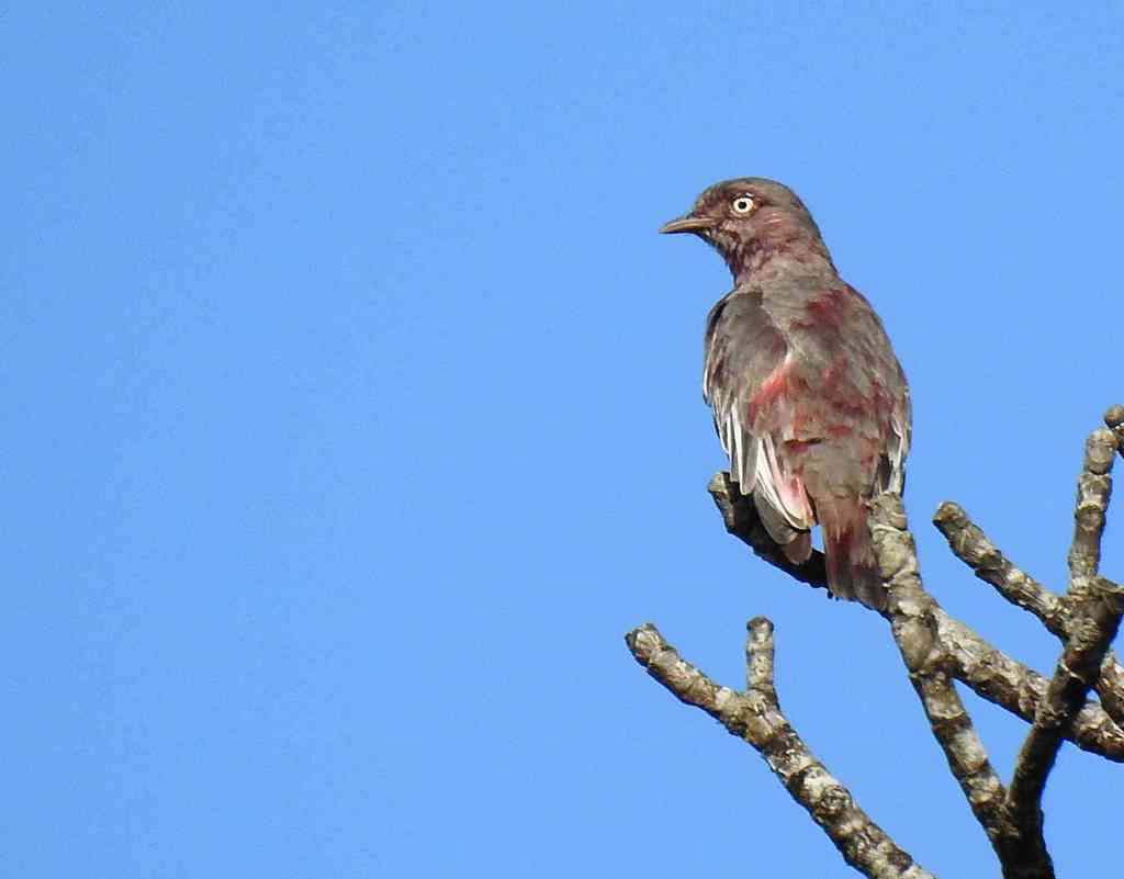 Cotinga Pompadour, Xipholena punicea