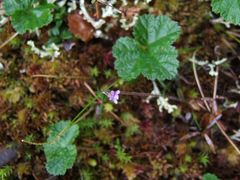 Pinguicula villosa