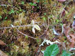 Pinguicula villosa