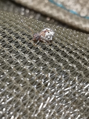 Spatulosminthurus lesnei