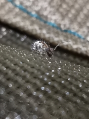 Spatulosminthurus lesnei