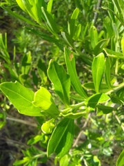 Baccharis heterophylla
