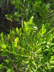 Baccharis heterophylla
