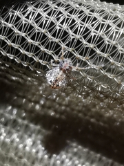 Spatulosminthurus lesnei