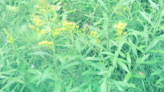 Solidago lepida salebrosa