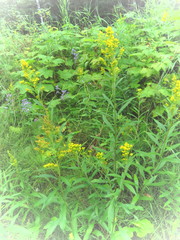 Solidago lepida salebrosa