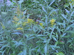 Solidago lepida salebrosa