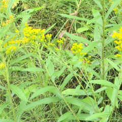 Solidago lepida salebrosa