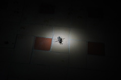 Sphaenognathus feisthamelii