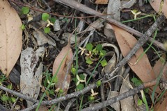 Viola cleistogamoides