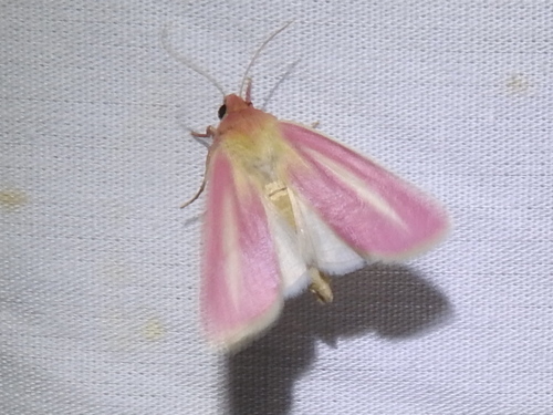 Heliocheilus julia photo 4