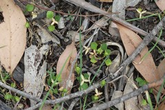 Viola cleistogamoides