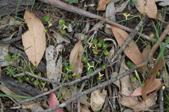 Viola cleistogamoides