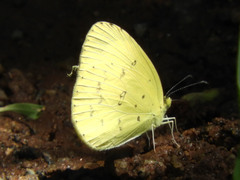 Eurema hecabe solifera