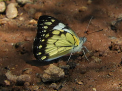 Belenois creona