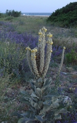 Verbascum giganteum