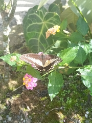 Papilio polyxenes stabilis